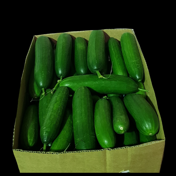 Cucumbers Lebanese No1 9kg  CASE