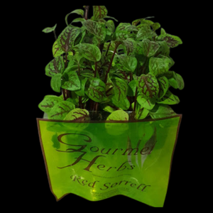 Herbs Living - Red Sorrel Punnet