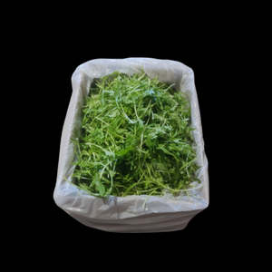Saladcress Mizuna 1.5kg  CASE