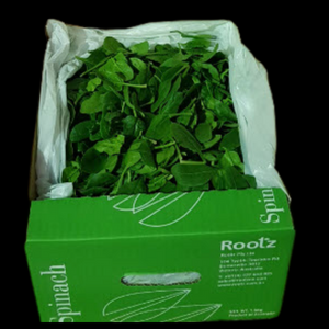 English Spinach 1.5kg  CASE