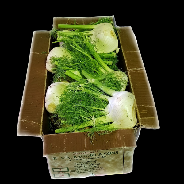 Fennel Bulb x20  CASE