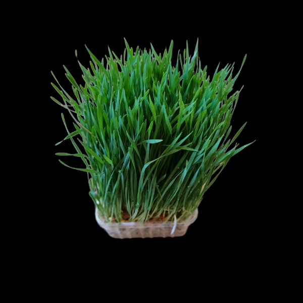 Herbs Living - Wheat Grass Punnet