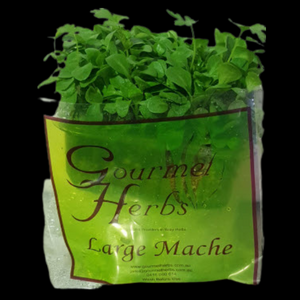 Herbs Living - Mache Punnet