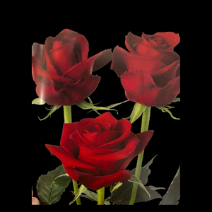 Flowers Roses Red Bunch (10 Stems 60Cm)