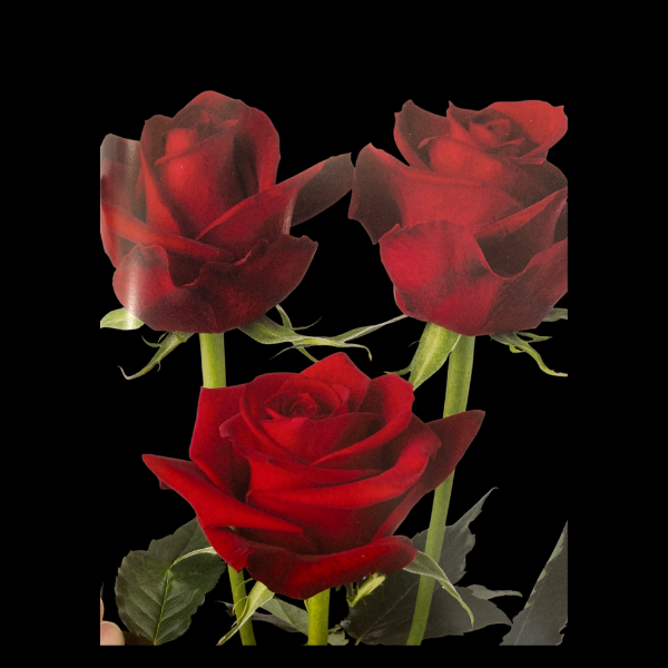 Flowers Roses Red Bunch (10 Stems 60Cm)