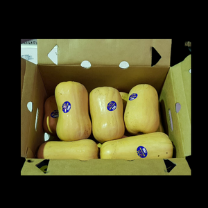 Pumpkin Butternut 20kg  CASE