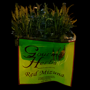 Herbs Living - Red Minuza Punnet