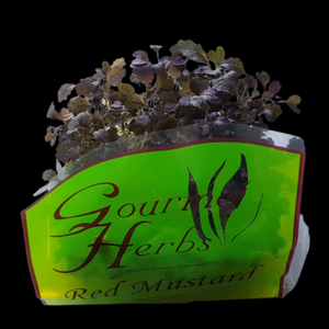 Herbs Living - Red Mustard Punnet