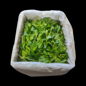 Saladcress Tatsoi 1.5kg  CASE