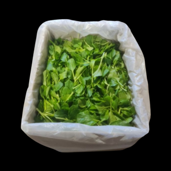 Saladcress Tatsoi 1.5kg  CASE