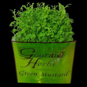 Herbs Living - Green Mustard Punnet