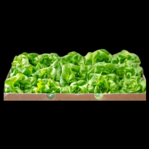 Lettuce Butter Hydroponic x8  CASE