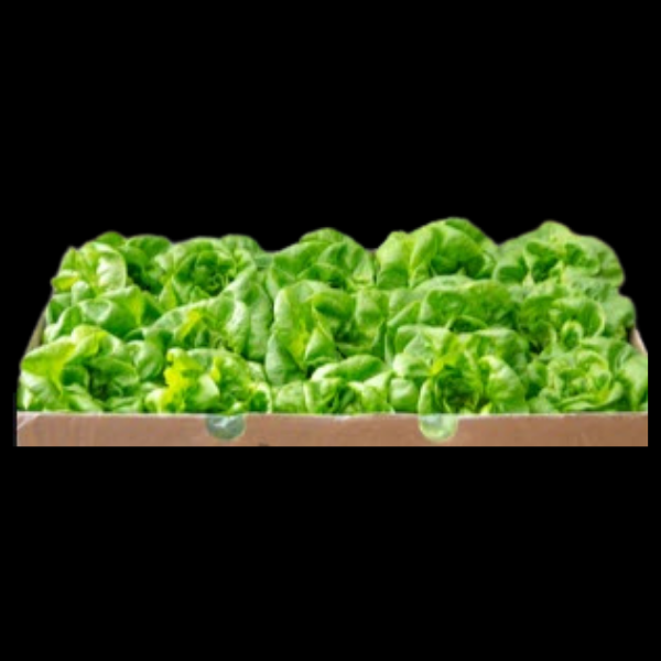 Lettuce Butter Hydroponic x8  CASE