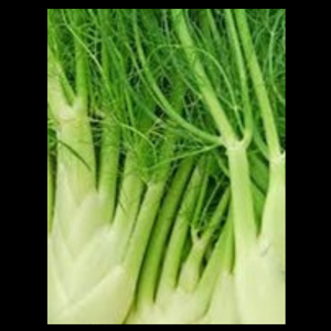 Fennel Baby  CASE