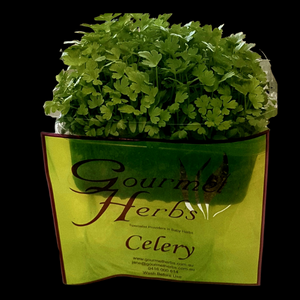 Herbs Living - Celery Punnet