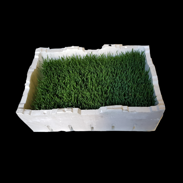 Herbs Living Wheatgrass x15  TRAY - CASE ONLY