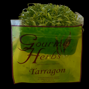 Herbs Living - Tarragon Punnet