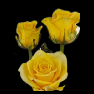 Flowers Roses Yellow Bunch (10 Stems 60Cm)