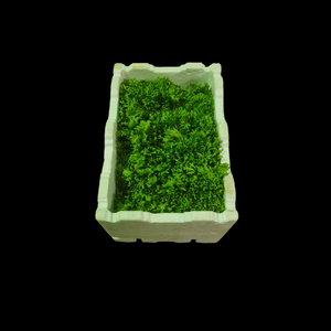 Lettuce Frisee Hydroponic x8  CASE