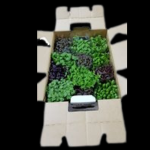 Herbs Living X15   TRAY