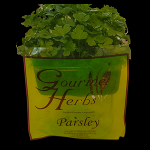 Herbs Living - Parsley Punnet