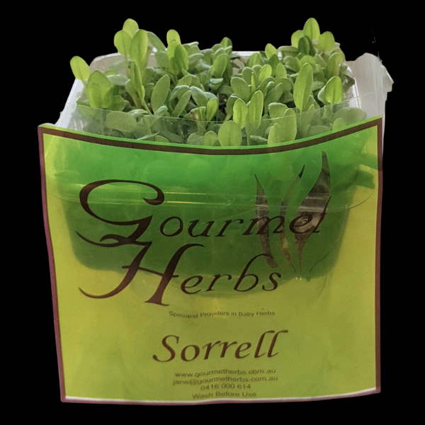 Herbs Living - Green Sorrel Punnet