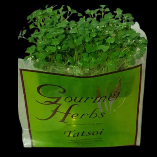 Herbs Living - Tatsoi Green Punnet