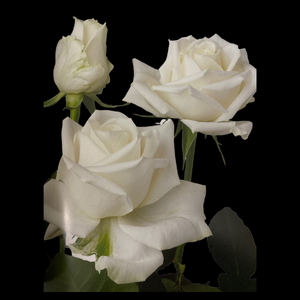 Flowers Roses White Bunch (10 Stems 60Cm)