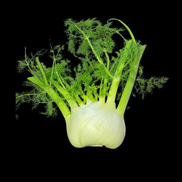 Fennel Bulb Each