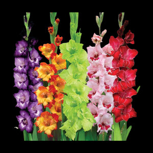 Flowers Gladioli Bunch