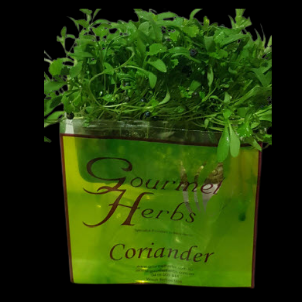 Herbs Living - Coriander Punnet
