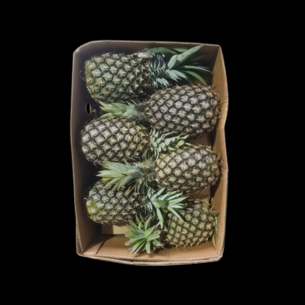 Pineapples with Heads x 16  CASE