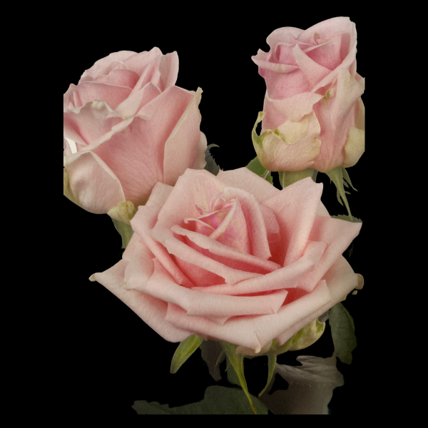 Flowers Roses Pink Bunch (10 Stems 60Cm)