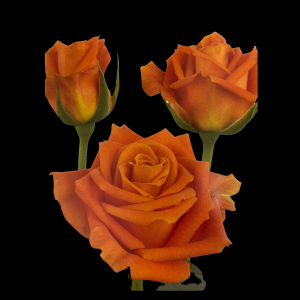 Flowers Roses Orange Bunch (10 Stems 60Cm)