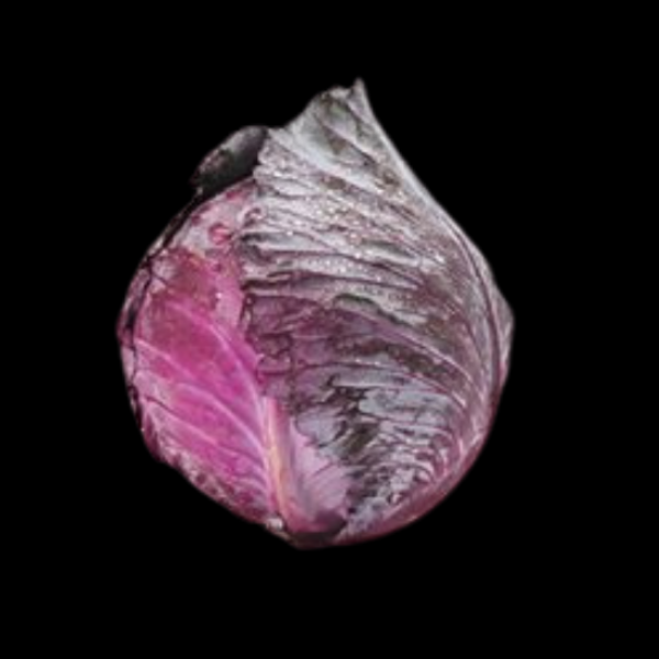 Cabbage Red Each