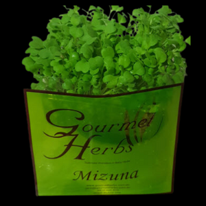 Herbs Living - Minuza Punnet