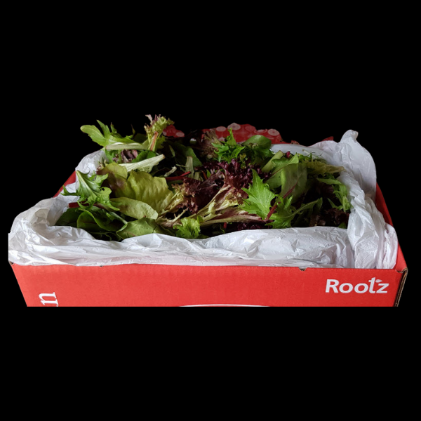 Saladcress Mesclun 1.5kg  CASE